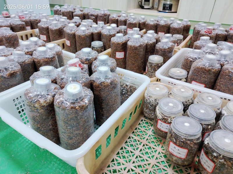 菌种筛选